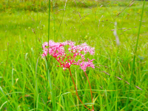 シモツケソウ花