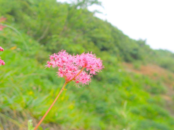 シモツケソウ花八方尾根