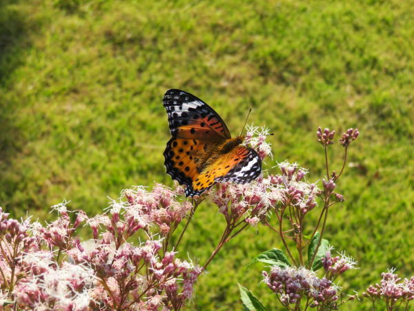 フジバカマ花とツマグロヒョウモン蝶