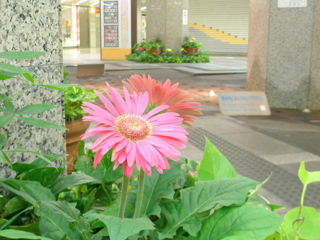 K[xԎʐ^Garbera flower
