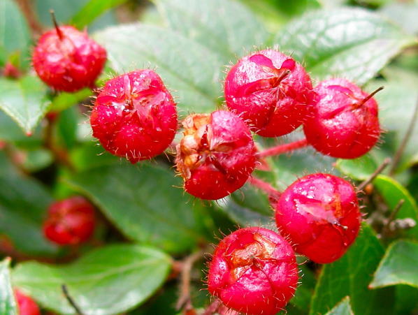 アカモノ実腺毛