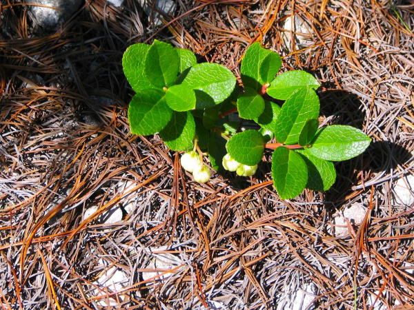シラタマノキの実