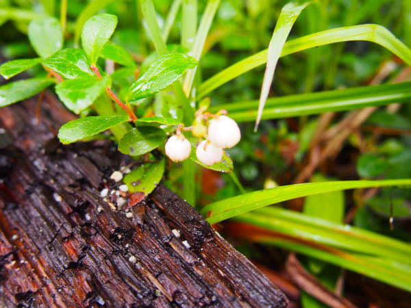 シラタマノキの実