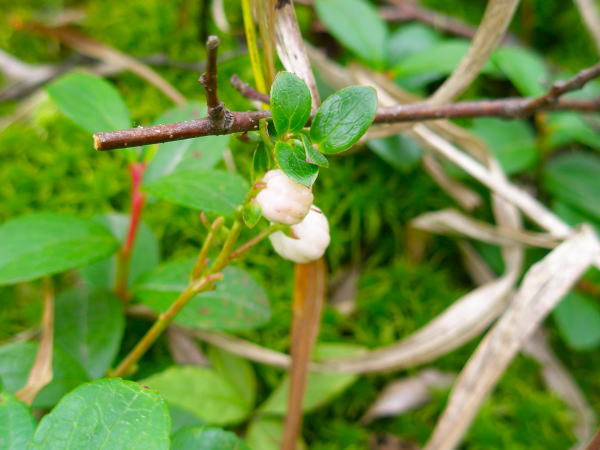 シラタマノキの実