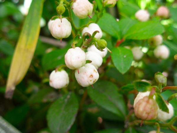 シラタマノキの実