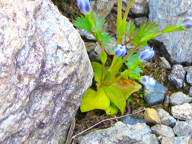 タテヤマリンドウ根出葉