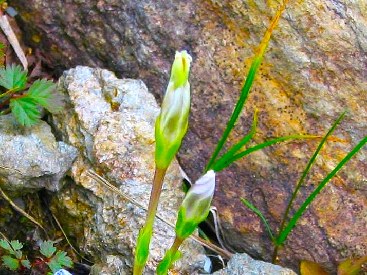 タテヤマリンドウ実写真