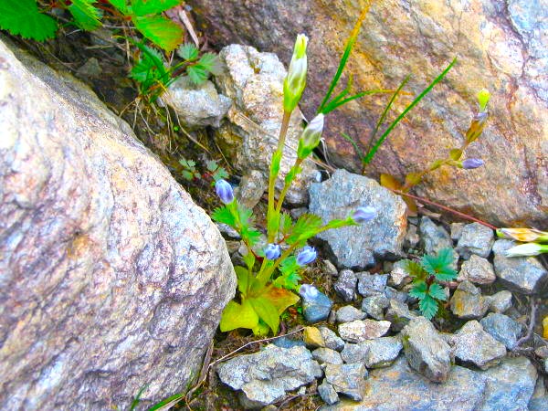 タテヤマリンドウ花蕾