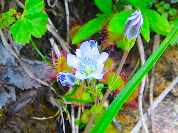 タテヤマリンドウ花写真