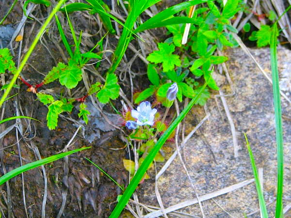 タテヤマリンドウ花写真