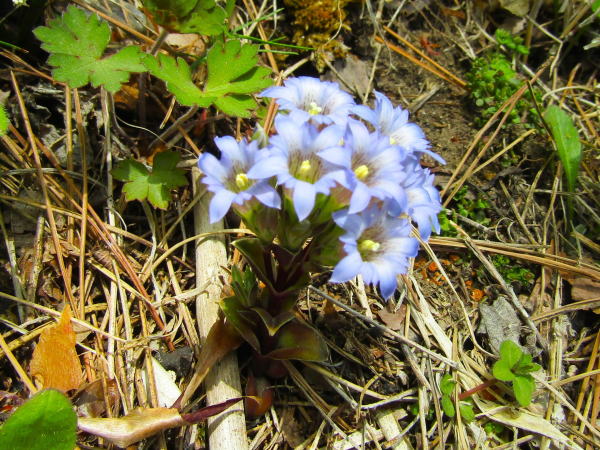 フデリンドウ花写真