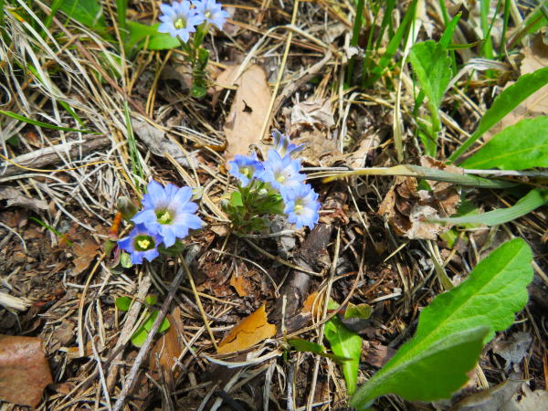フデリンドウ花写真