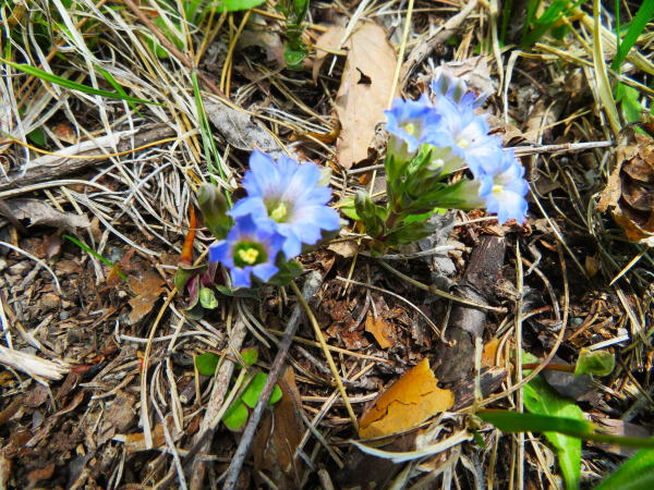 フデリンドウ花写真