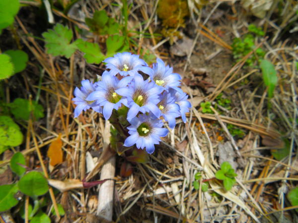 フデリンドウ花写真