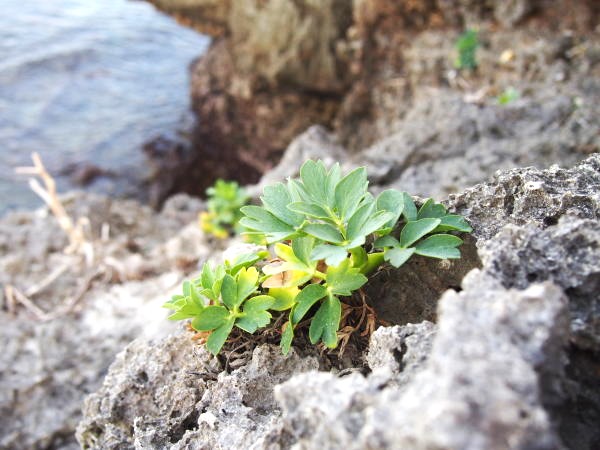 ハマボウフウ葉