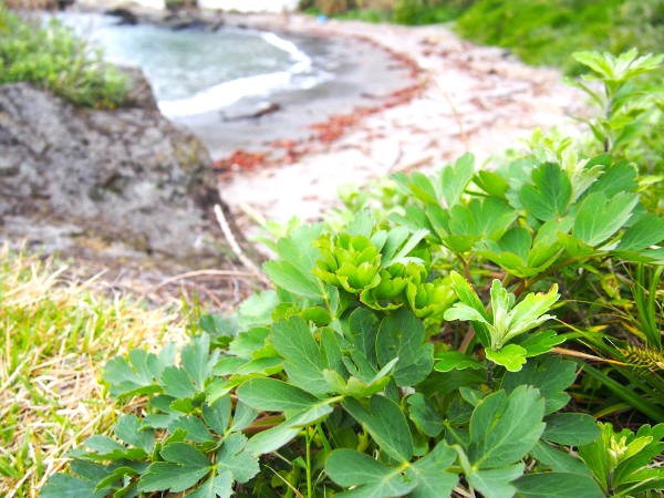 ハマボウフウ葉