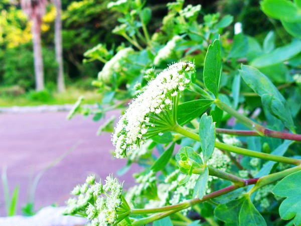 ハマボウフウ花