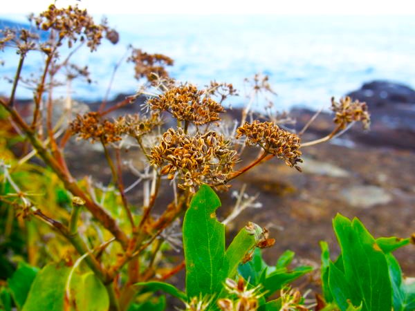 ハマボウフウ実