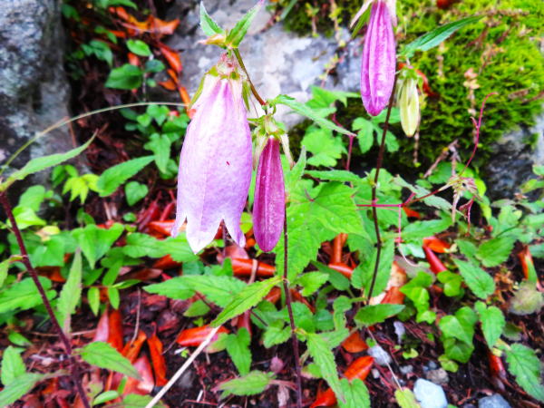 �������}�z�^���u�N����