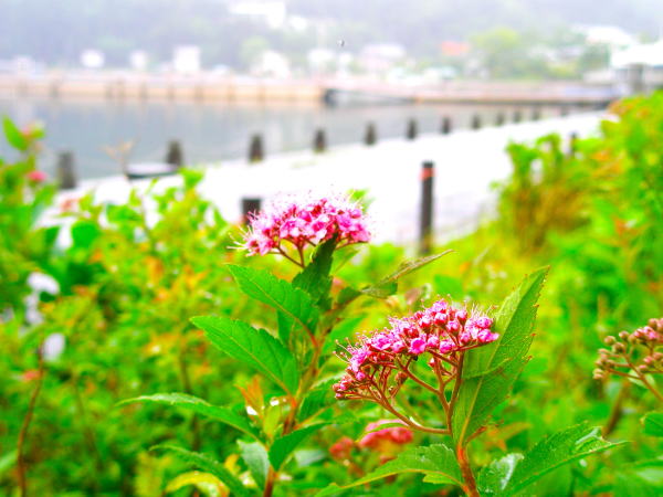 �����V���c�P��