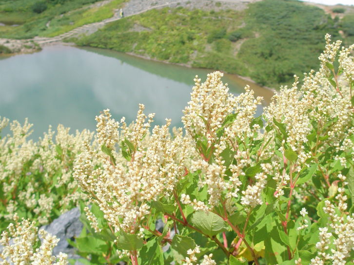 八方池に咲くオヤマソバ花