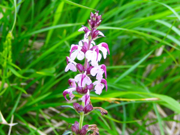 ヨツバシオガマ花