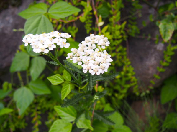 ノコギリソウ花