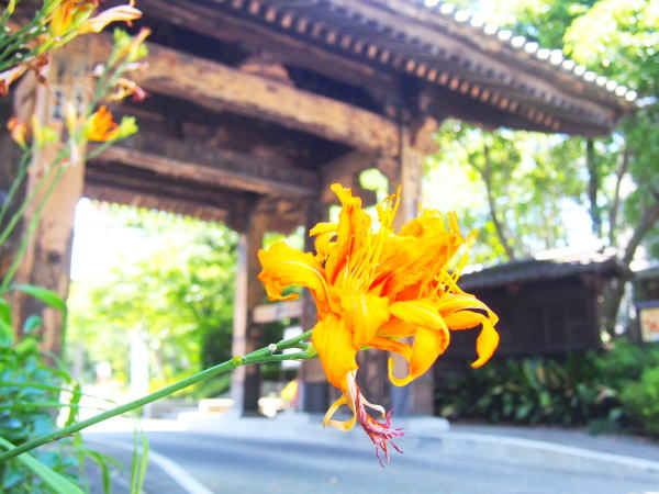 ヤブカンゾウ花