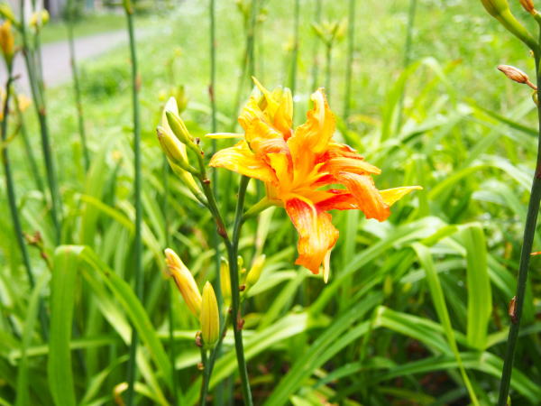 ヤブカンゾウ花