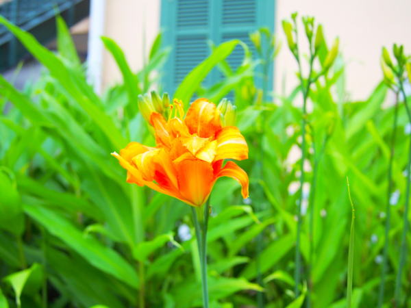 ヤブカンゾウ花