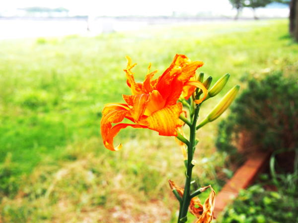 ヤブカンゾウ花