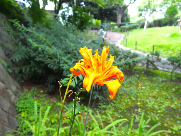 ヤブカンゾウ花