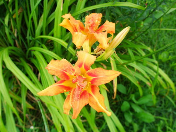 ヤブカンゾウ花