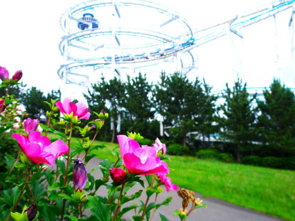 ムクゲ花八景島