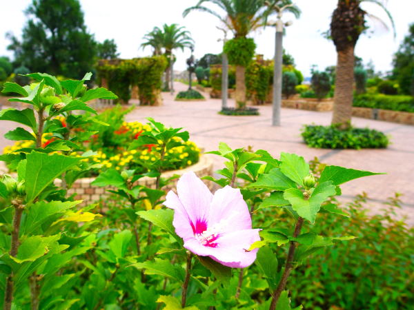 ムクゲ花うみかぜ公園