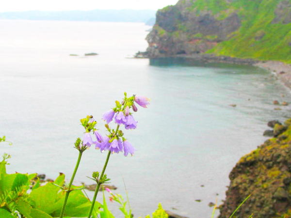 ツリガネニンジン積丹半島