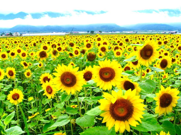 ヒマワリ富良野