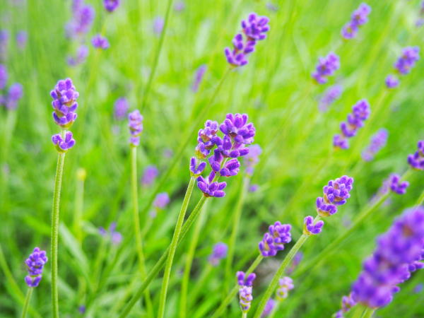 ラベンダー富良野