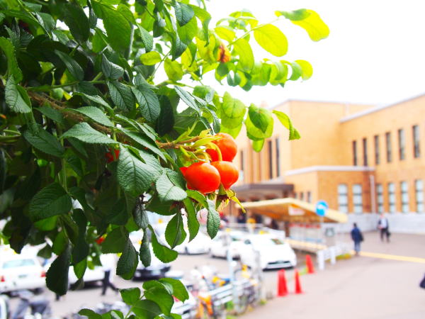 ハマナス実小樽