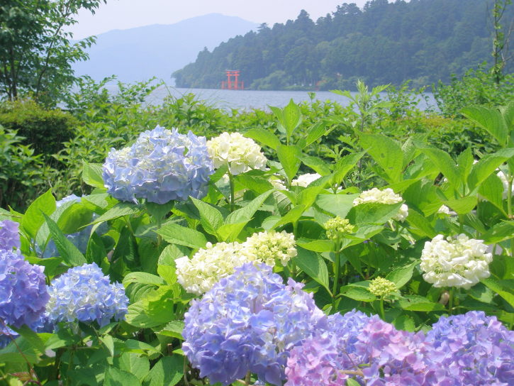 芦ノ湖アジサイ花