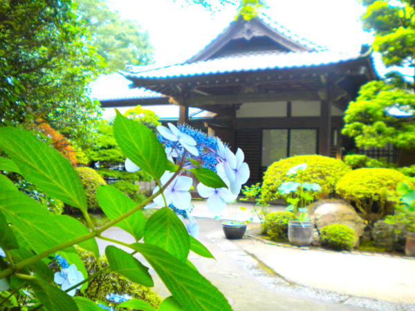 Hydrangea macrophylla