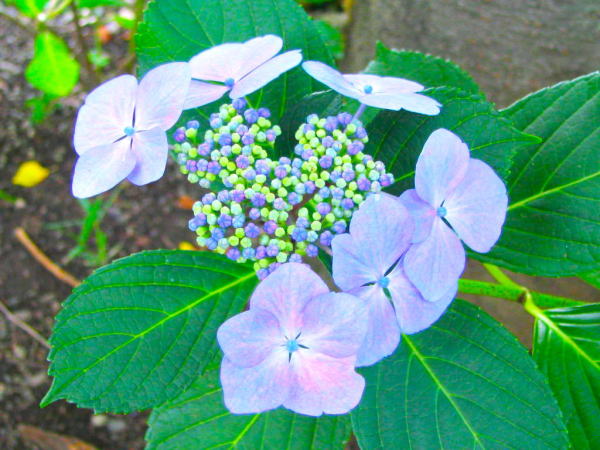 Hydrangea macrophylla