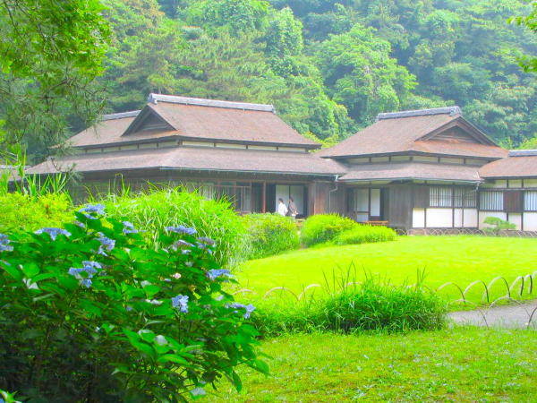 Hydrangea macrophylla
