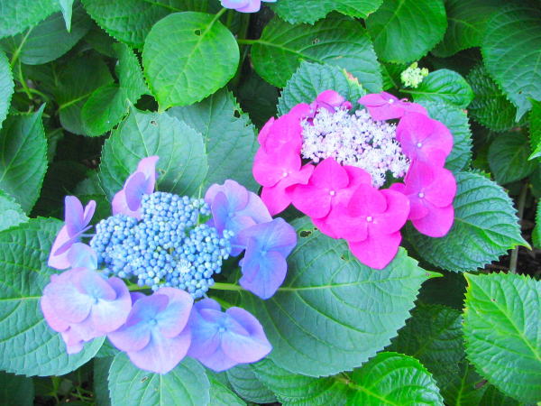Hydrangea macrophylla