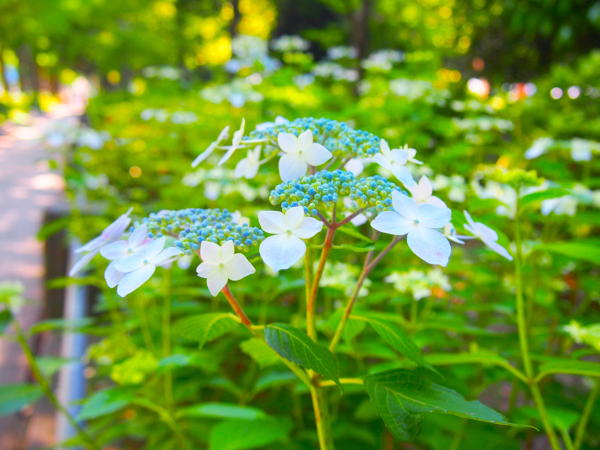 Hydrangea macrophylla