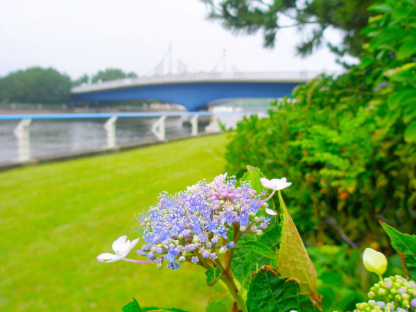 Hydrangea macrophylla