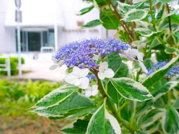 Hydrangea macrophylla