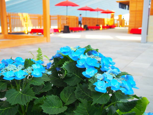 Hydrangea macrophylla