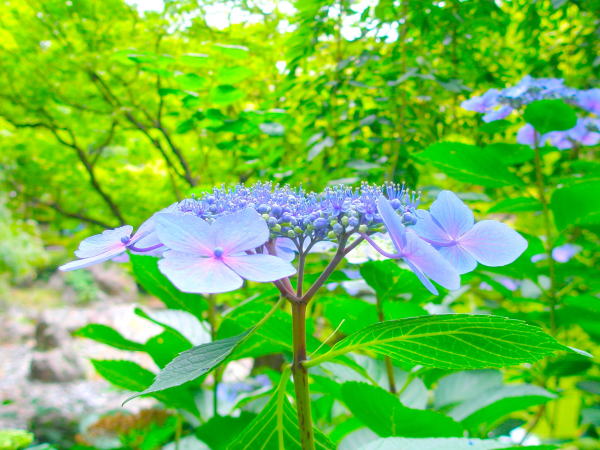 Hydrangea macrophylla