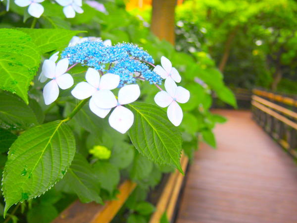 Hydrangea macrophylla